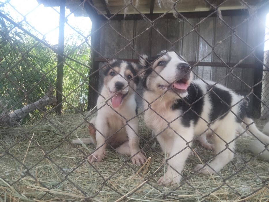 Алабай САО от 50000