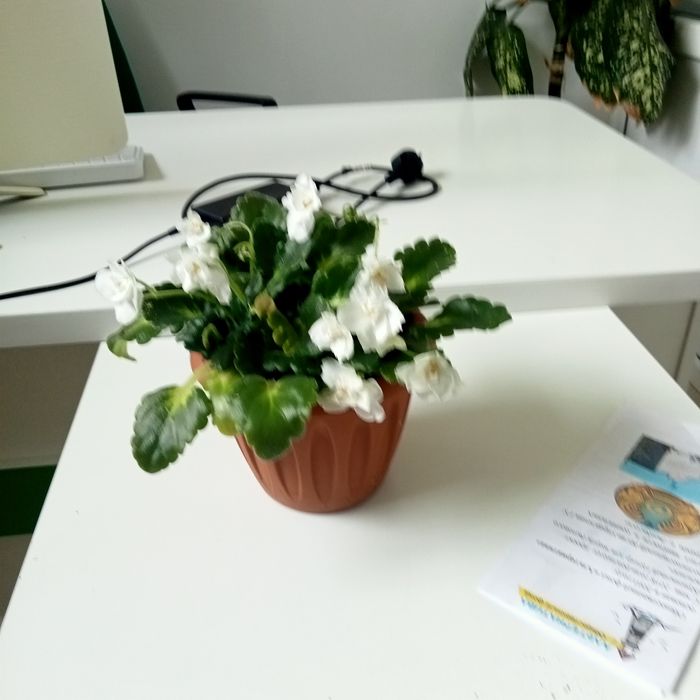 Продам комнатные растения