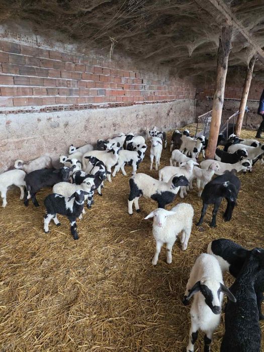 Продавам овце и агнета