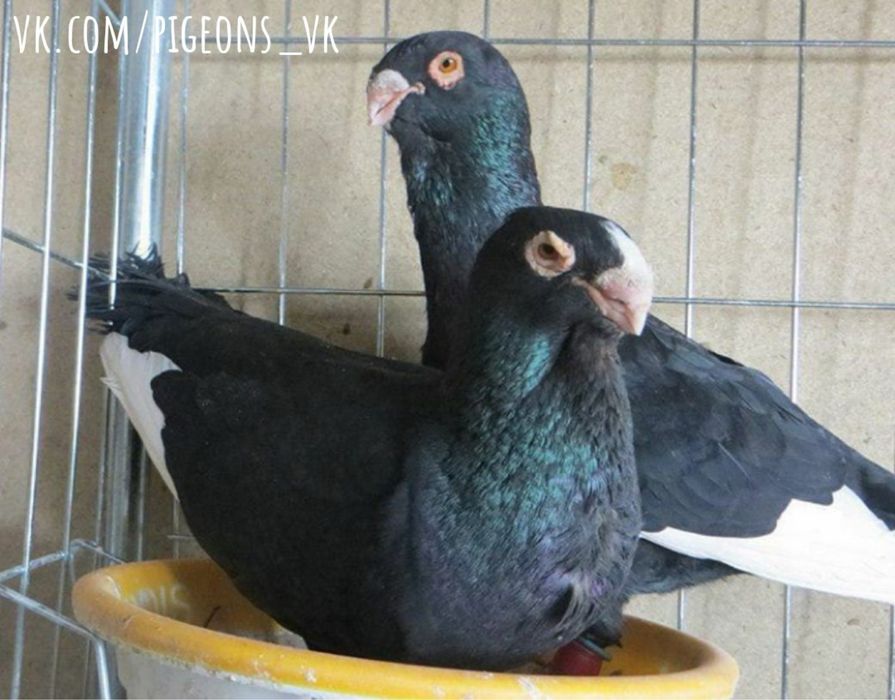 Голуби Шаами сирийцы