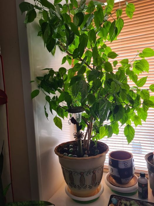 Китайская роза в горшке