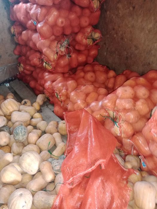 Асқабақ Тыква малға