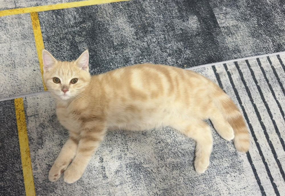 Котя  британский