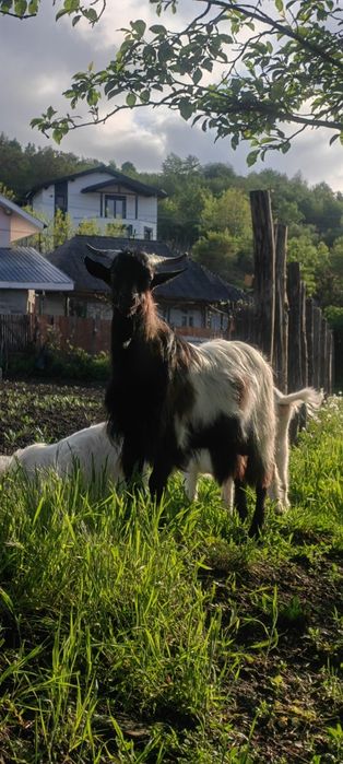 Vand Țap alpin francez de 1 an