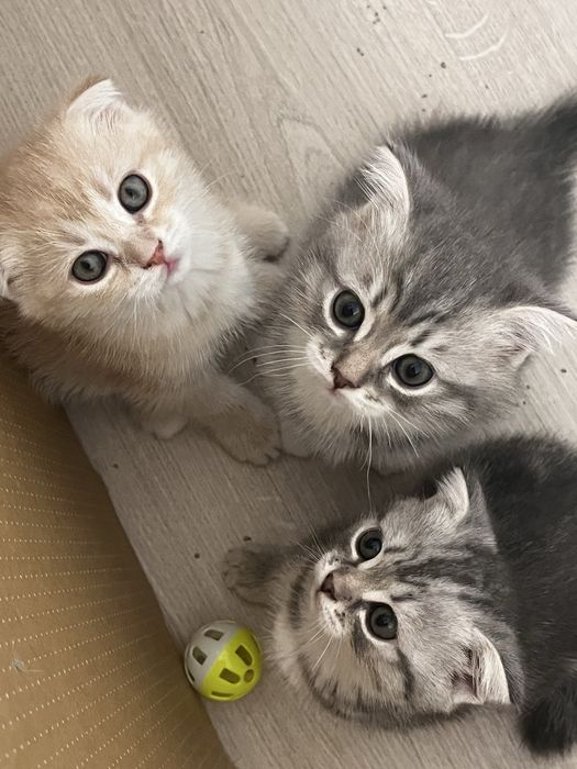 Вислоухие котята шотландцы