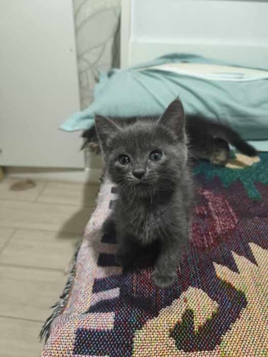 Котята котёнок купить