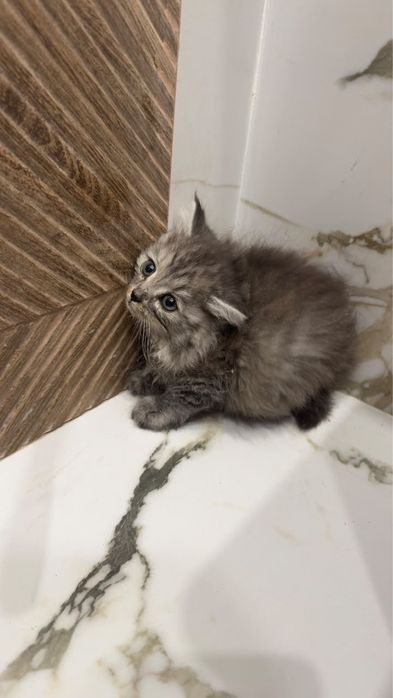 Отдам котенка мальчика