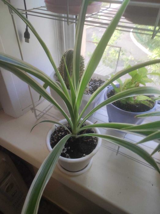 Комнатные растения