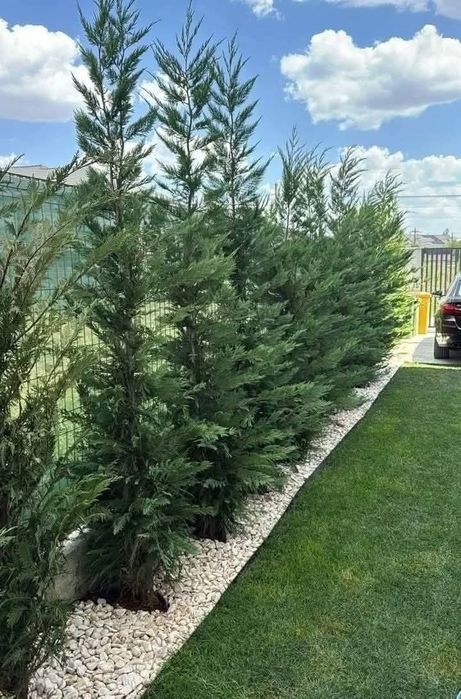 Cupresocyparis leylandii
