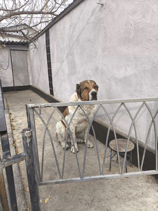 Щенки аллабайчики