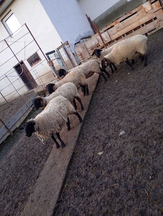 Vând oi sufolk 4 oi și un berbec