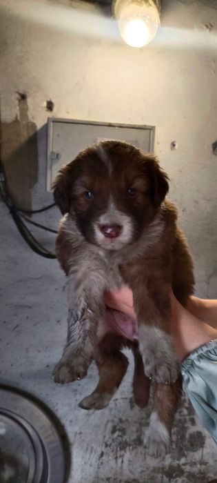 Раздам щенков осталось 6 штук