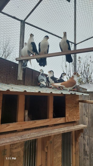 Porumbei gălățeni