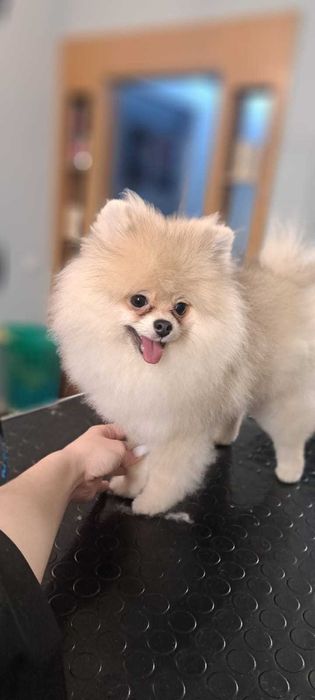 Лапочка Мини Шпицуха