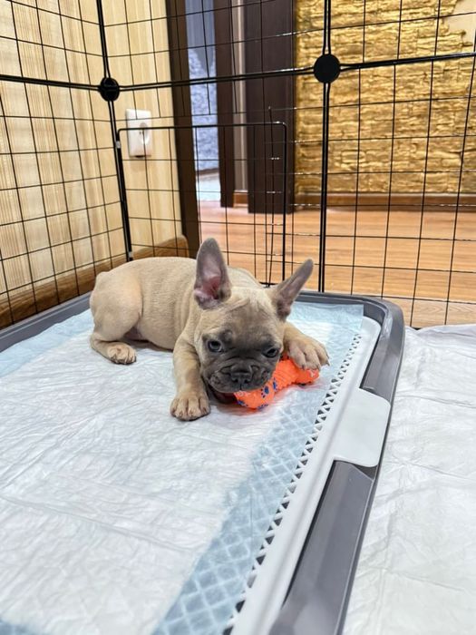 Девочка французский бульдог