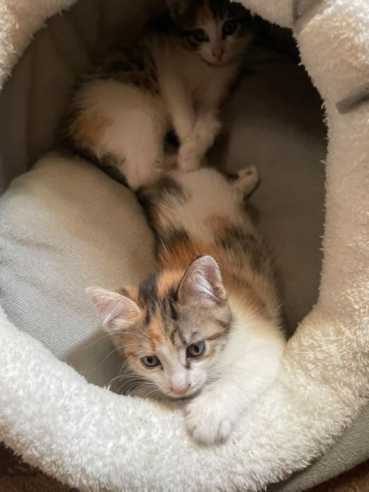 Дарю котят,папа крысолов