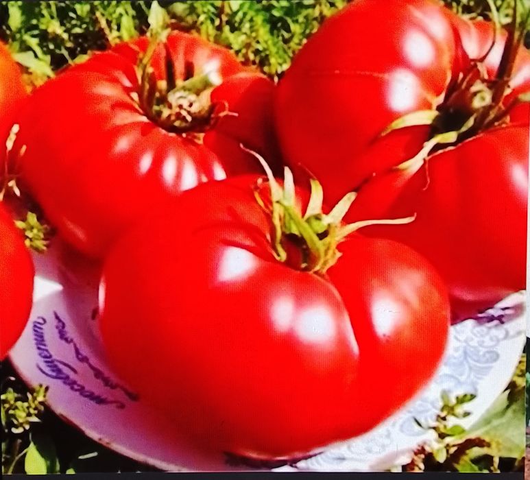 Продам помидоры малиновка