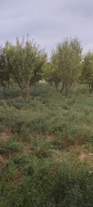 Surxondaryo viloyati Termiz tumani