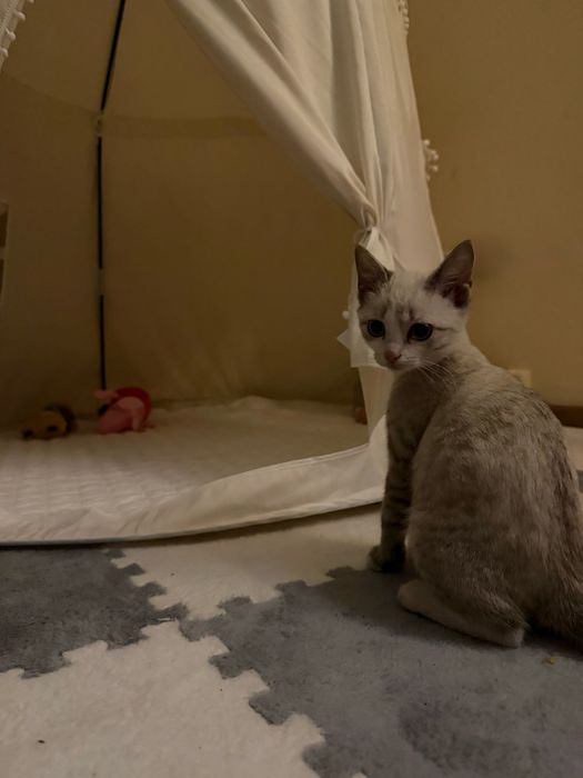Отдам котенка в добрые руки