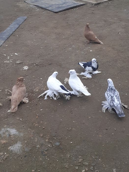 Продам домашних голубей