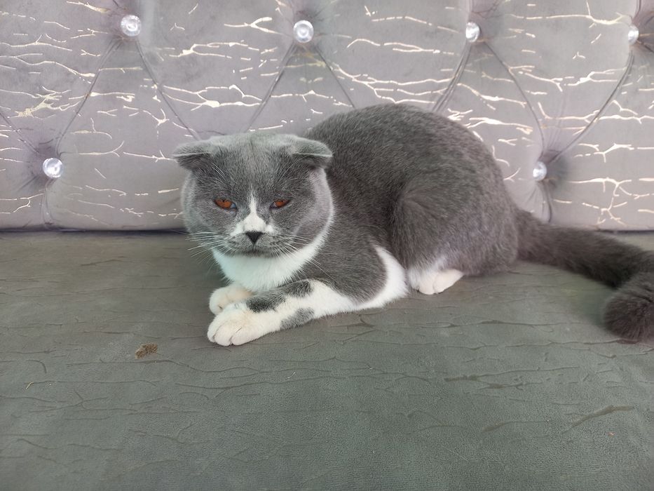 Кот малчик 7 месец умный