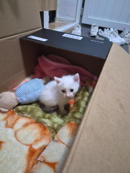 Отдам котят в добрые руки.