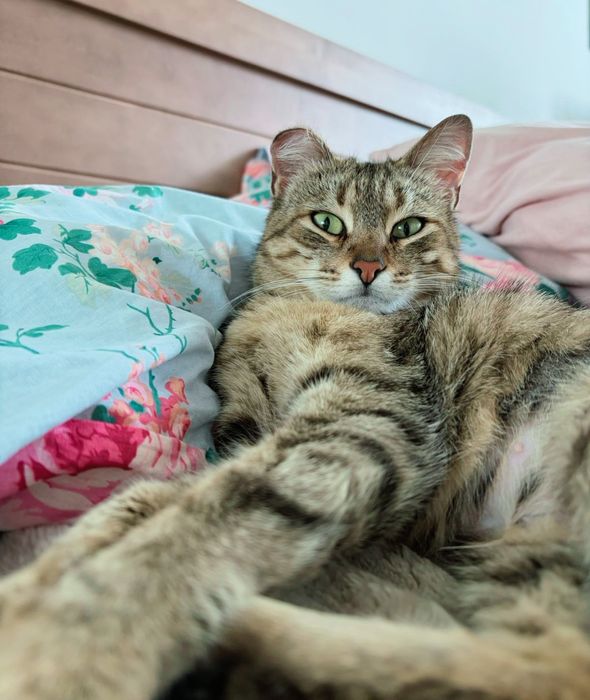 Кошечка ищет маму и папу