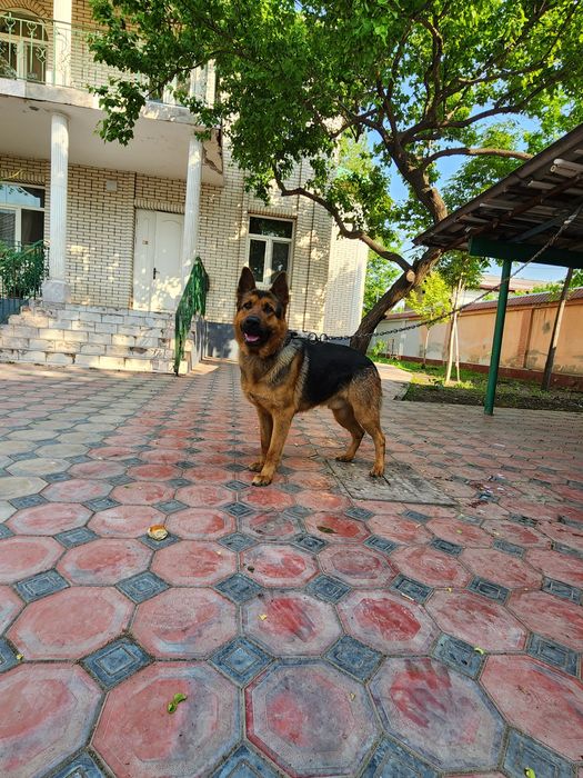 ВЯЗКА / Чистокровный кобель немецкой овчарки. (не продаётся)