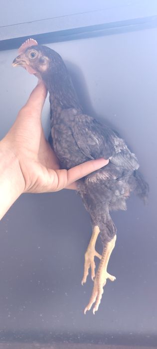 Shalpang jo'ja sotiladi