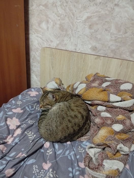 Кошка 6-7 месяцев