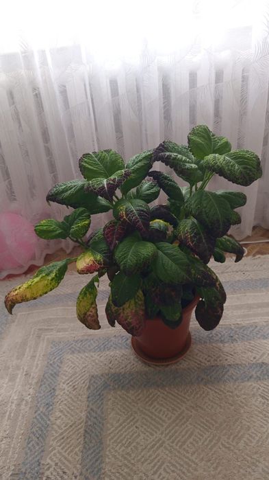 Цветы разные, комнатные цветы