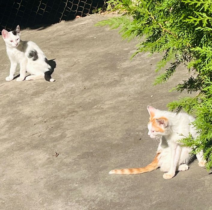 Котета за надежден дом