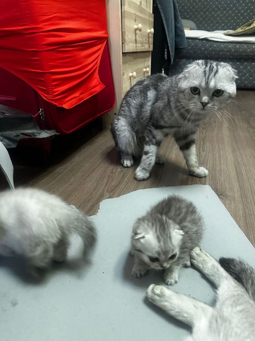 Вислоухий британец