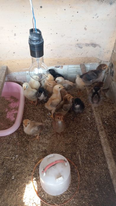 Продам Цыплят  15 дней