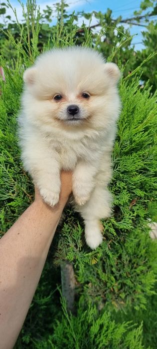 Померан померанче