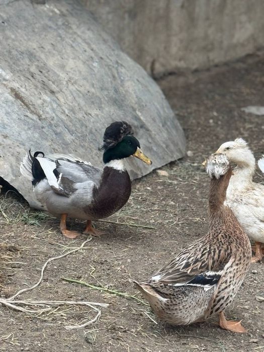 Пекинский doppili ordaklar sotiladi