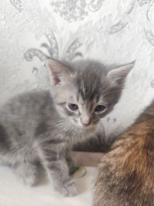 Котята в добрые руки - малыши ищут любящий дом!