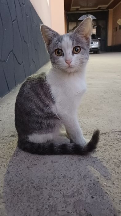 Котенок ищет дом