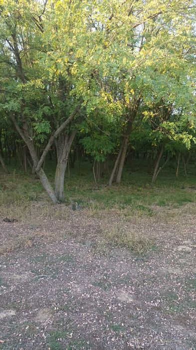 Vând pădure salcâm