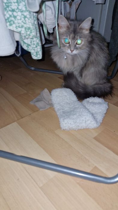 Отдам кота в хорошие руки