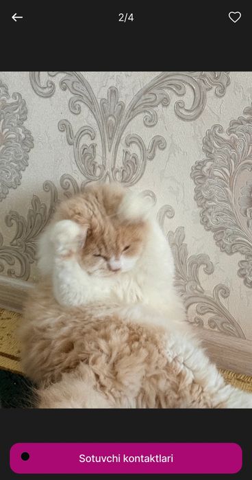 Mushuk sotiladi(Zotdor mushuk)