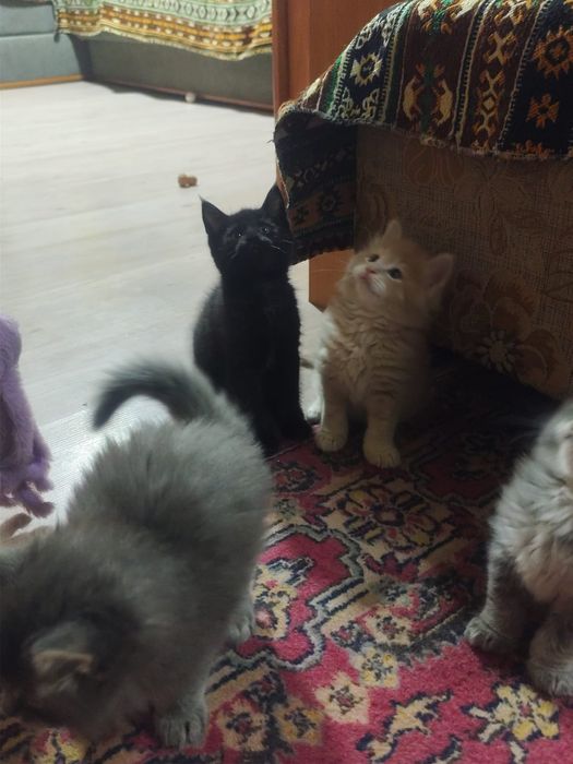 Котята ищут родителей