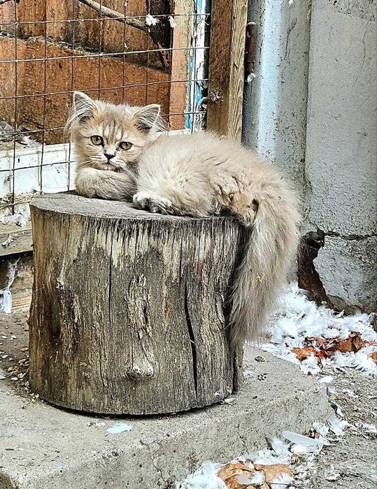 Кошка шотландский длиношерстный, Мушук шотланд.