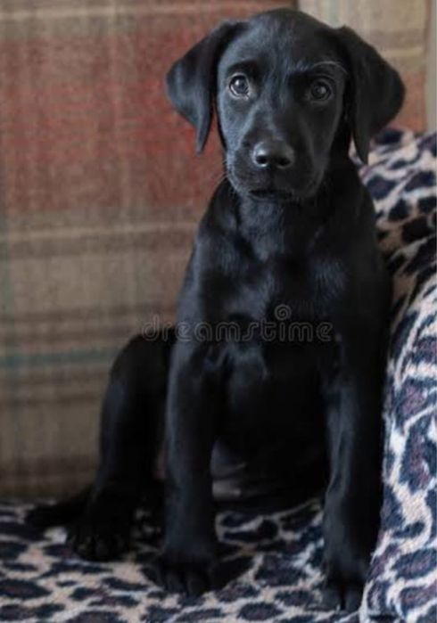 Щенки  лабродора