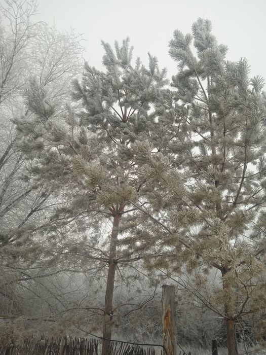 Шырша бар ёлка продам