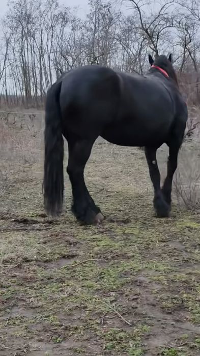 De vânzare iapă friz învârstă de cinci ani iapă este genstantă