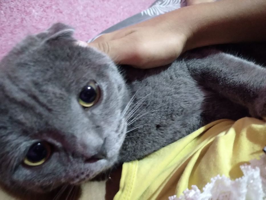 Scottish Fold mushugi