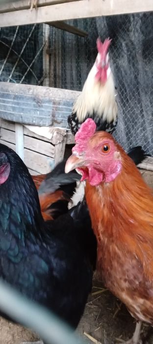 Хуроз ва товуклар сотилади