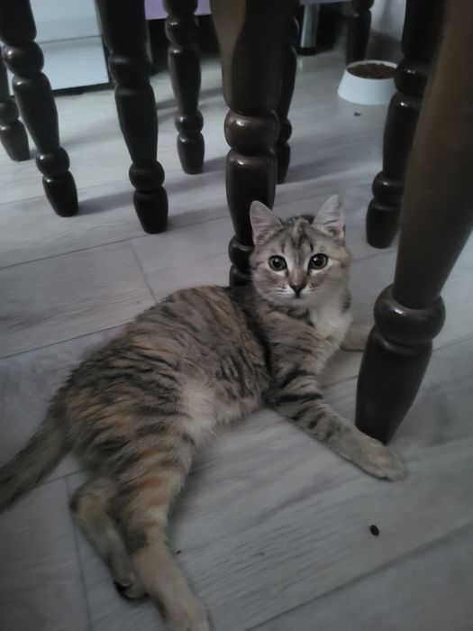 Отдам бесплатно в хорошие руки.