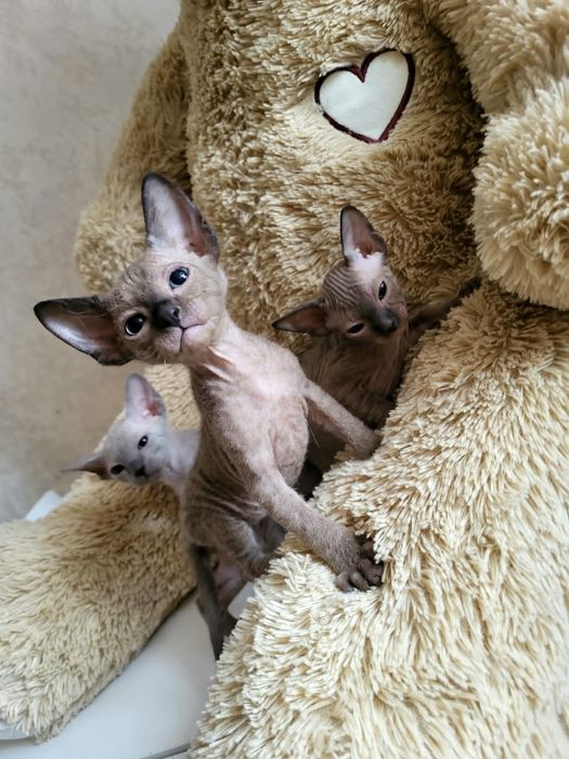 Котята канадского сфинкса